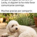 Foto de perro perdido en San Pedro Sula