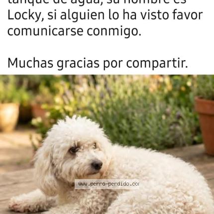 Foto 1/1 Locky Perro perdido en San Pedro Sula