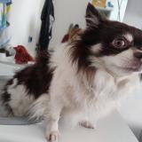 Foto de un perro reunido en Frassem Arlon