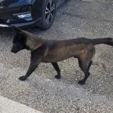 Foto de perro encontrado en Archamps