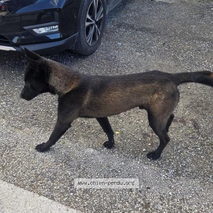 Foto 1/1 Perro encontrado Encontrado en Archamps