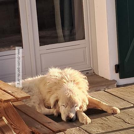 Foto 1/1 Perro encontrado Encontrado en Larceveau arros cibits