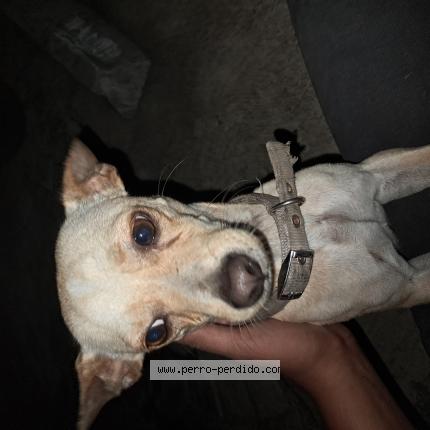 Foto 1/1 Perro encontrado Encontrado en Santo Domingo Este Juan Lopez