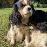 Foto de perro perdido en Saint Vincent De Tyrosse