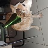 Foto de perro perdido en Le Poire Sur Vie