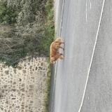 Foto de perro encontrado en Limoges