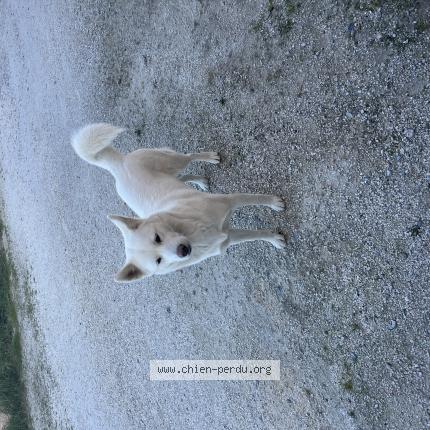 Foto de perro encontrado en Saint Cyprien