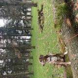 Foto de perro perdido en Saint Priest