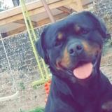 Foto de perro perdido en Valencienne