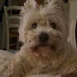 Foto de perro perdido en Ault