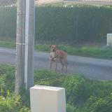 Foto de perro encontrado en Albefeuille Lagarde