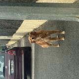 Foto de perro encontrado en Sainte Marie La Mer