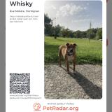 Foto de perro perdido en Frontignan