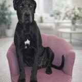 Foto de perro perdido en Maxeville