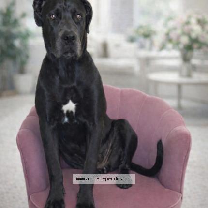 Foto de perro perdido en Maxeville