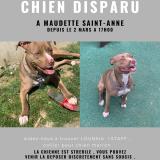 Foto de un perro reunido en Sainte Anne