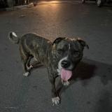 Foto de perro encontrado en Montevideo