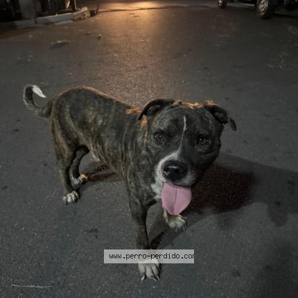 Foto 1/1 Perro encontrado Encontrado en Montevideo