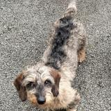 Foto de perro perdido en Jax