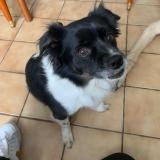 Foto de perro perdido en Jardin