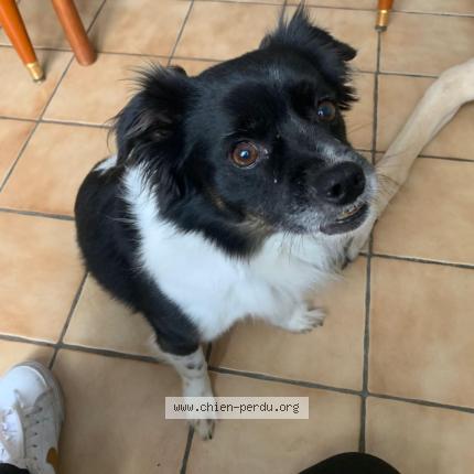 Foto 1/1 Veronique GIRERD-CHANEL Chien perdido en Jardin