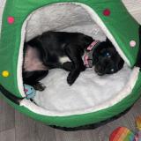 Foto de perro perdido en Saint Aignan