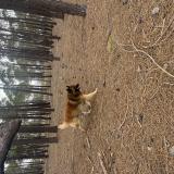 Foto de perro encontrado en Barcares