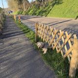 Foto de perro encontrado en Saint Denis Sur Scie