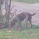 Foto de un perro reunido en Cul Des Sars