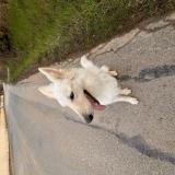 Foto de perro encontrado en Messimy