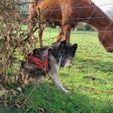 Foto de perro encontrado en La Bazoge