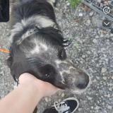 Foto de perro encontrado en Balinghem