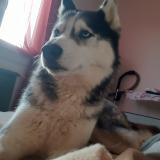 Foto de perro perdido en La Creche