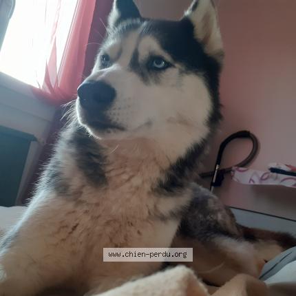 Foto de perro perdido en La Creche