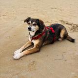 Foto de perro perdido en Equemauville