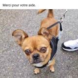 Foto de perro perdido en Marseille