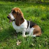 Foto de perro perdido en Herblay Sur Seine