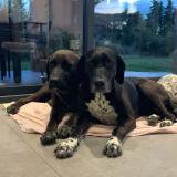 Foto de perro perdido en Caumont Sur Durance