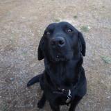 Foto de perro perdido en Guenroc