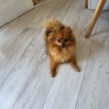 Foto de perro perdido en Orange