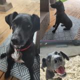 Foto de perro perdido en Le Mas D Agenais