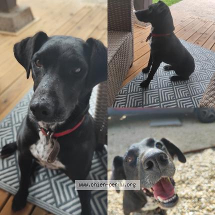 Foto 1/1 Oba Chien perdido en Le mas d agenais