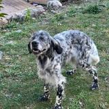 Foto de perro perdido en Clavier Bargemon Callas