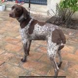 Foto de perro encontrado en Albaron