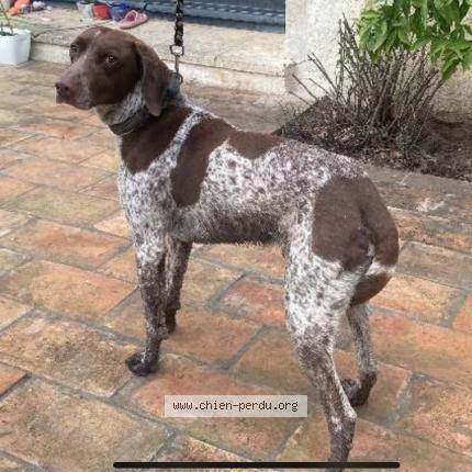 Foto de perro encontrado en Albaron