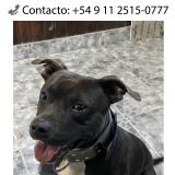 Foto de perro perdido en Buenos Aires