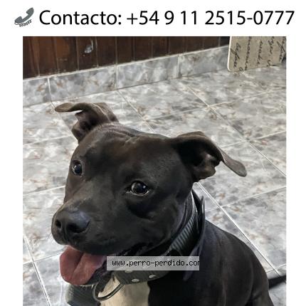 Foto 1/1 Brandon Perro perdido en Buenos Aires