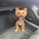 Foto de perro perdido en Sagone