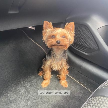 Foto de perro perdido en Sagone