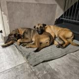 Foto de perro perdido en Lucee Sous Ballon